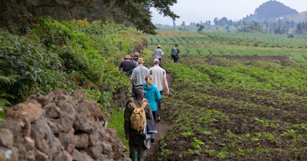 Shutterstock Tourists trekking through Volcanoes National Park in search of habituated gorillas