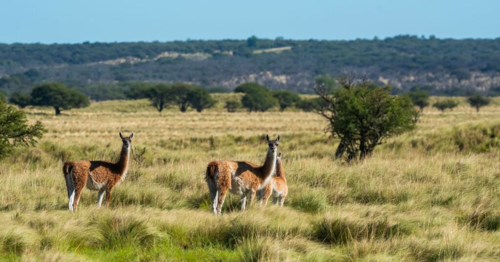 Shutterstock Guanacos in Pampas grassland environment, La Pampa province, Patagonia, Argentina.