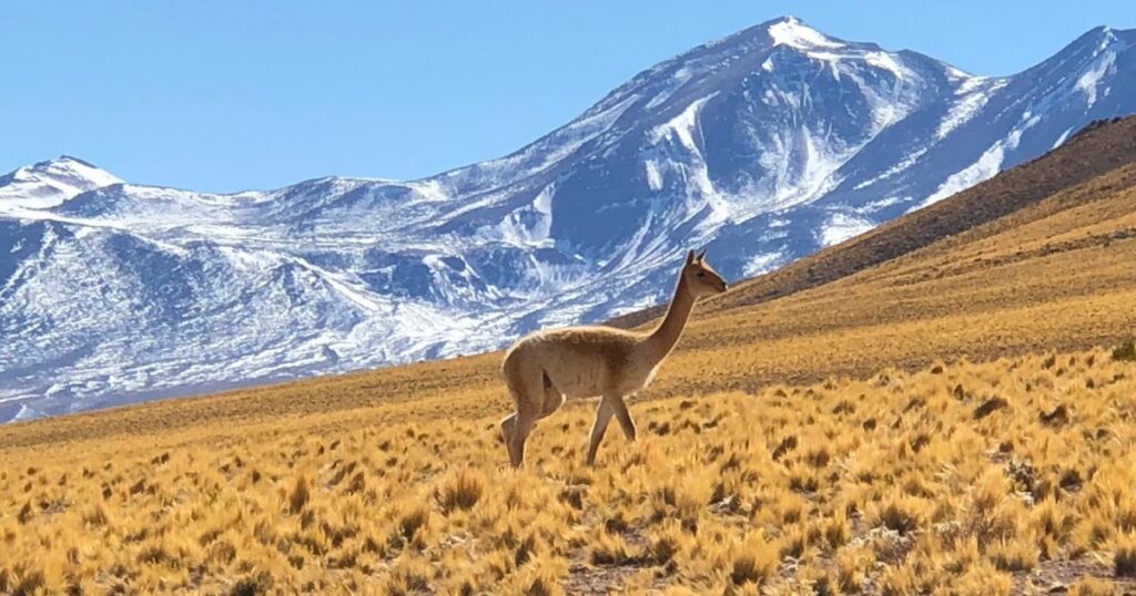 Shutterstock Beautiful landscape of the Atacama desert