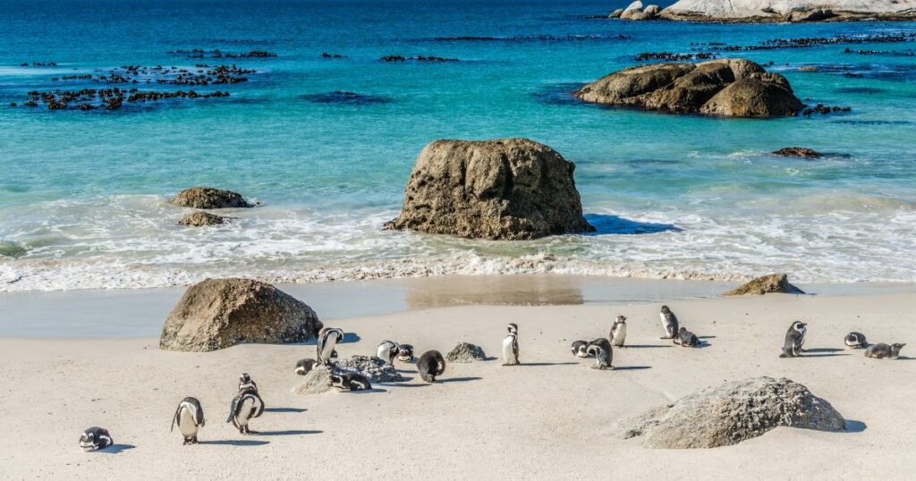Shutterstock African penguins in Boulders beach, South Africa