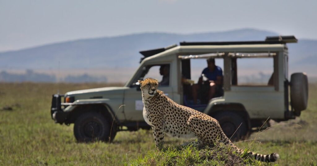 Shutterstock Tourist wildlife photographer and guide in safari vehicle capturing photos of a cheetah in the wild