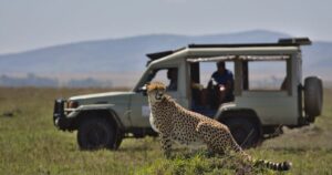 People watching wildlife while sitting in a car