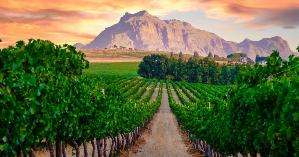 Shutterstock Vineyard landscape at sunset with mountains in Stellenbosch near Cape Town, South Africa.