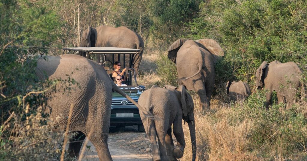 Shutterstock South Africa; August 25 2023: Herd of elephants in front of a safari car, Hluhluwe–iMfolozi Park, South Africa
