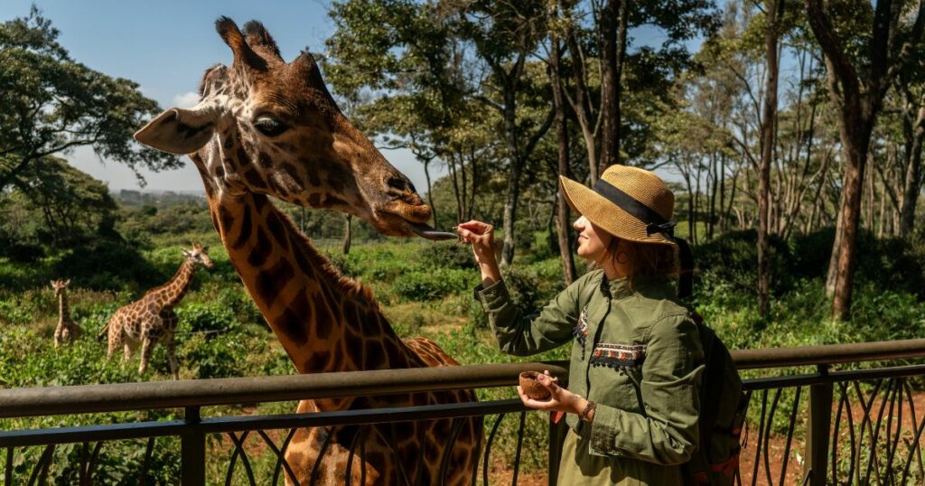 Shutterstock Close up head shot of a kordofan giraffe being female hand fed by a woman tourist in a zoo