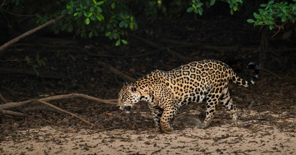 Shutterstock Jaguar in Mato Grosso forest environment,Pantanal,Brazil