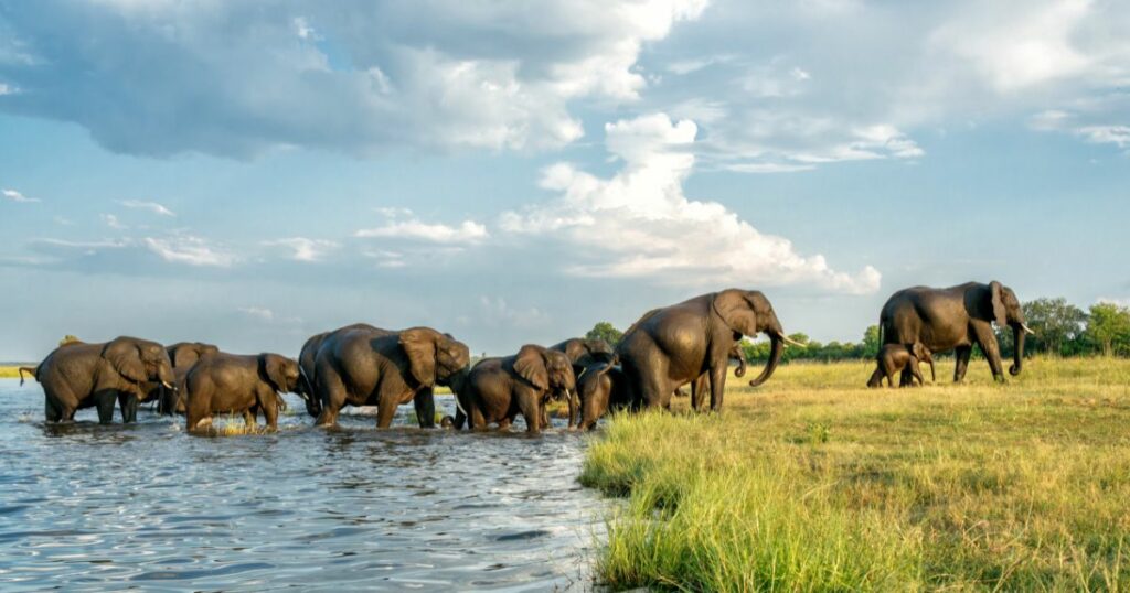 Shutterstock Close encounter with Elephants crossing the Chobe river between Namibia and Botswana in the late afternoon seen from a boat.