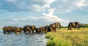 Close encounter with Elephants crossing the Chobe river between Namibia and Botswana in the late afternoon seen from a boat.