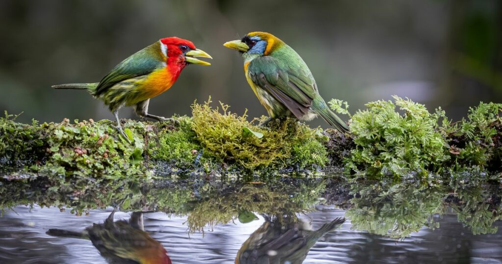 Shutterstock The Toucan Barbet