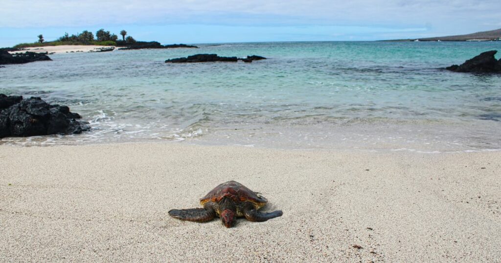 Shutterstock Pacific Green Turtle on la Loberia Beach on Isla Floreana on Galapagos Archipelago