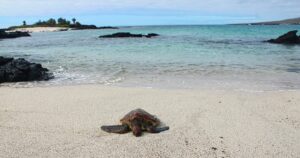 Pacific Green Turtle on la Loberia Beach on Isla Floreana on Galapagos Archipelago