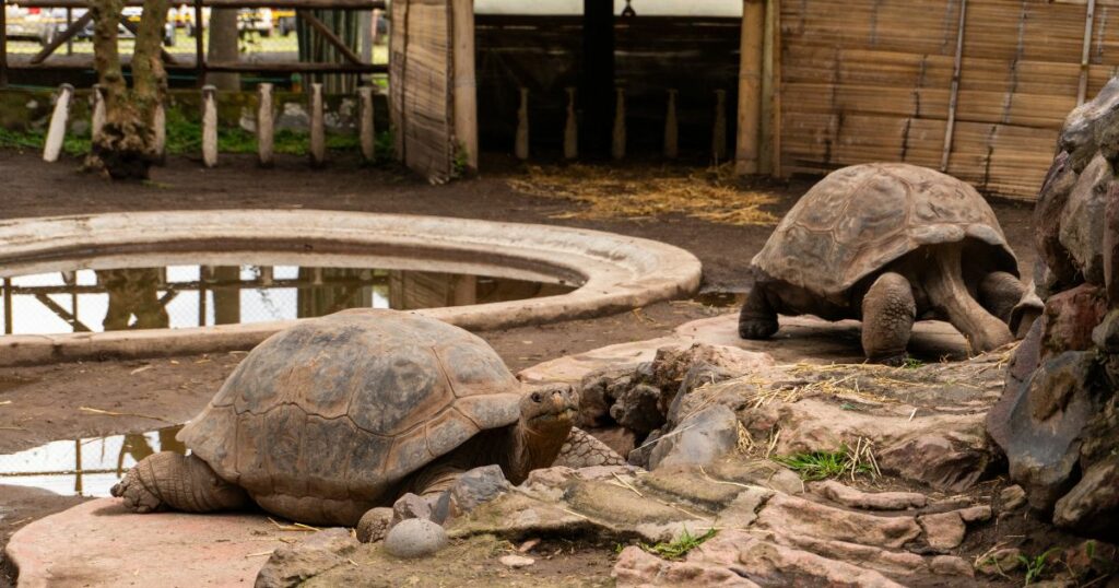 Shutterstock The Galápagos tortoise, native to the Galápagos Islands, has adapted to its environment over millions of years