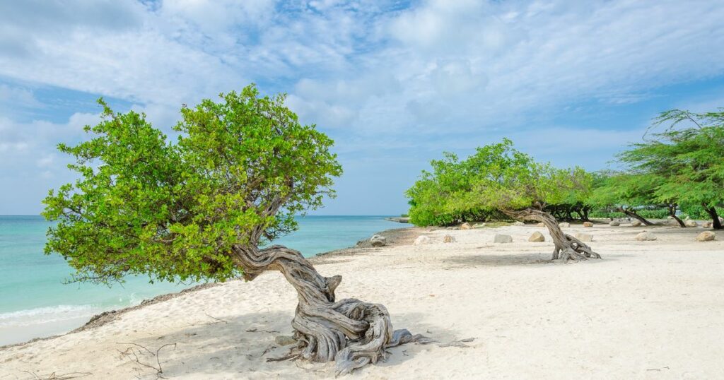 Shutterstock The famous Divi Divi tree on a beach in Aruba