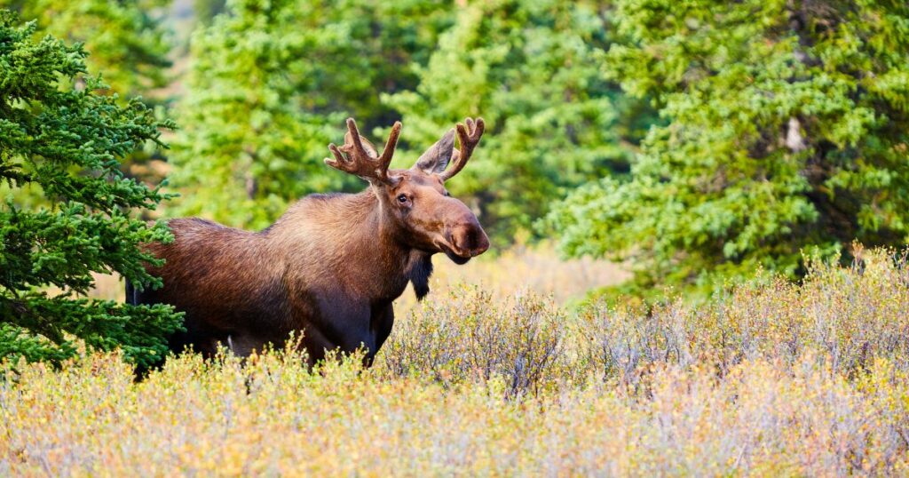 Shutterstock A moose in a National Park