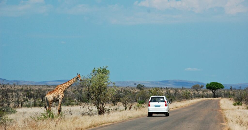 Shutterstock White car on safari passing a giraffe standing on the left side of the road in Kruger National Park in South Africa