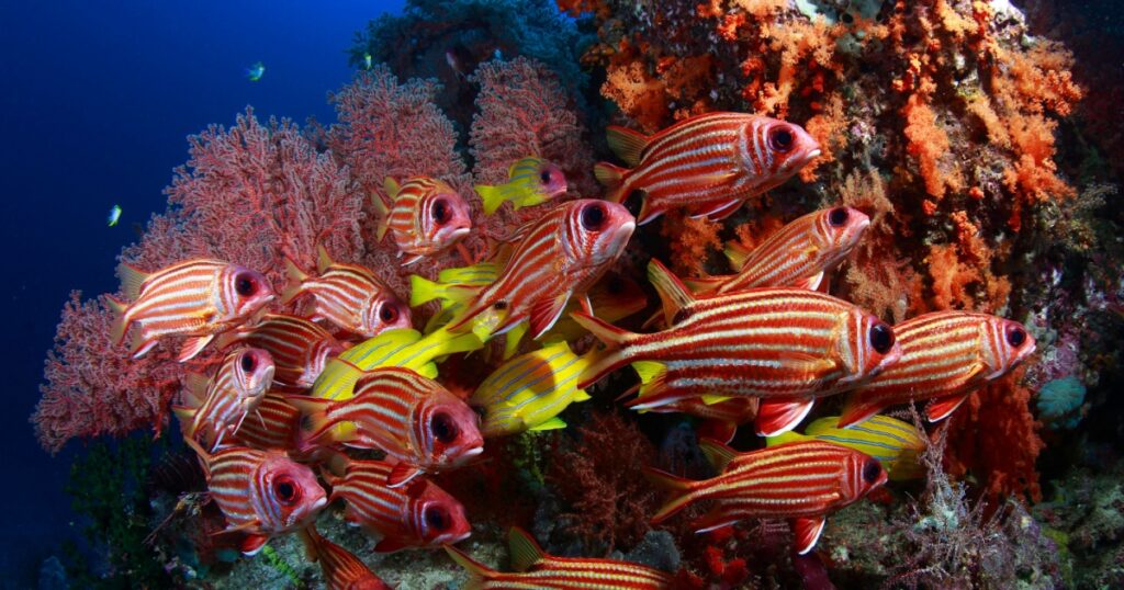 Underwater background with shoal of yellow and red snapper and Bat fish in foreground