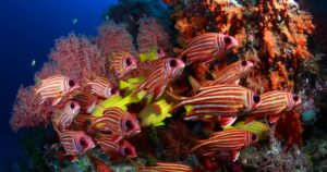 Underwater background with shoal of yellow and red snapper and Bat fish in foreground