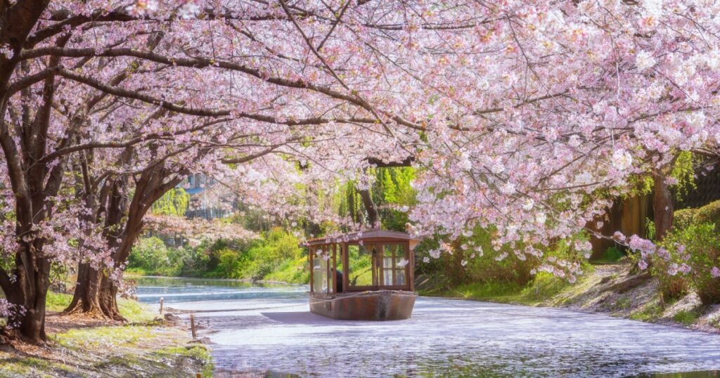 Fushimi Jikkokubune Boat in Kyoto with scenic full bloom cherry blossom in spring