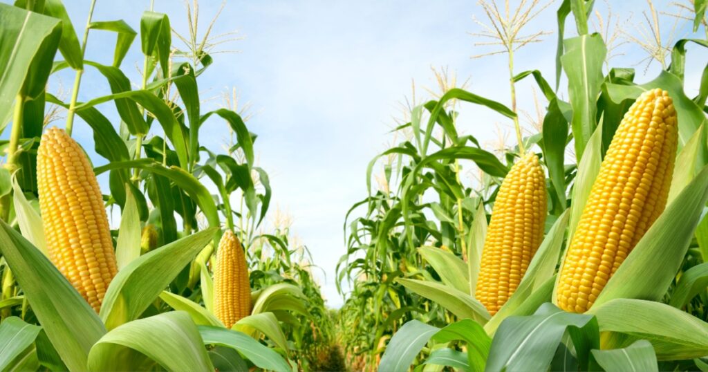 Corn cobs in corn plantation field.