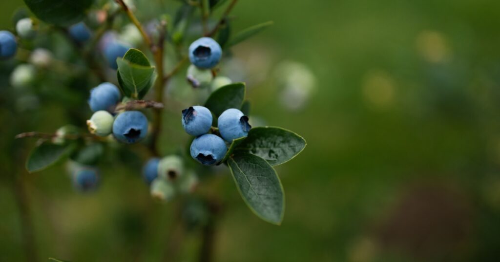 Blueberries ripen in summer garden