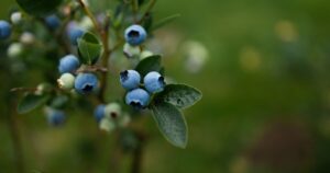 Blueberries ripen in summer garden
