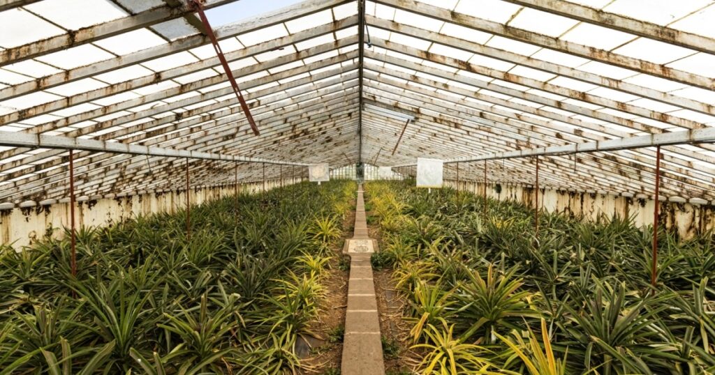 Greenhouse growing pineapples in Ponta Delgada Azores islands Portugal