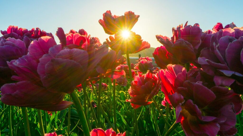 Flower Power: Blooming Festivals That Celebrate Nature Without Waste