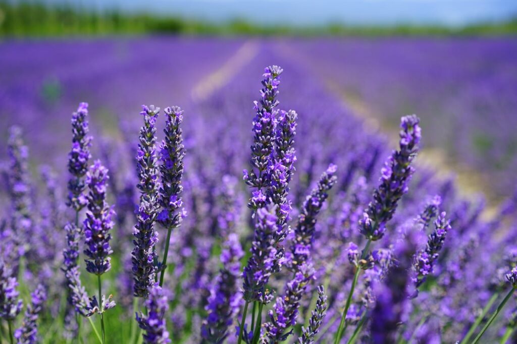 Flower Power: Blooming Festivals That Celebrate Nature Without Waste