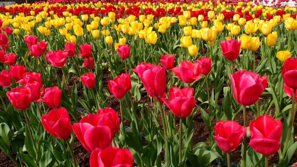 Flower Power: Blooming Festivals That Celebrate Nature Without Waste