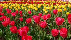 Flower Power: Blooming Festivals That Celebrate Nature Without Waste