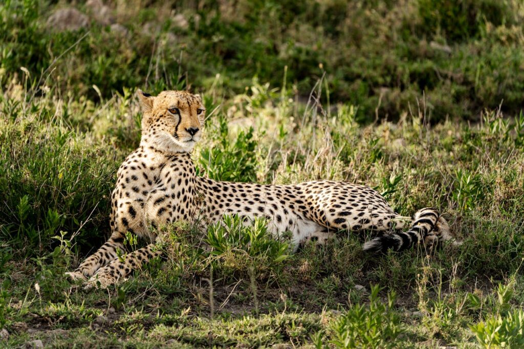 Ethical zoos and wildlife sanctuaries