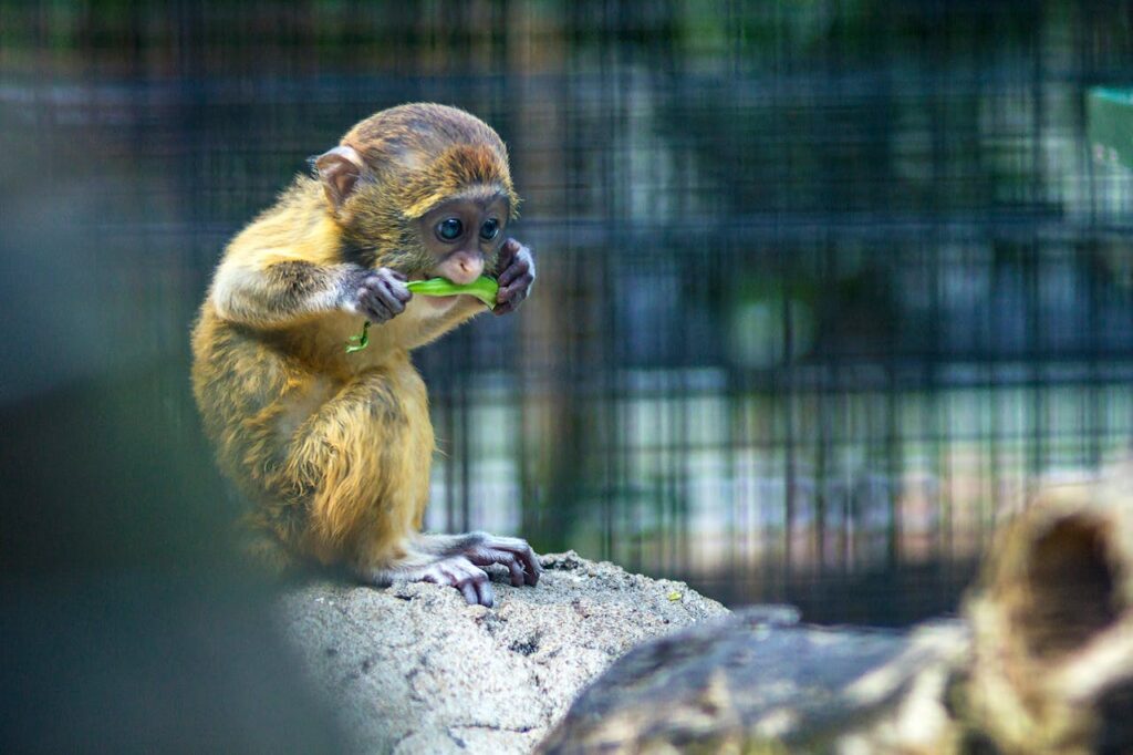 Ethical zoos and wildlife sanctuaries