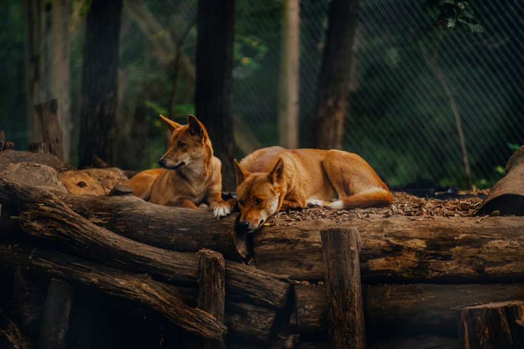 Ethical zoos and wildlife sanctuaries