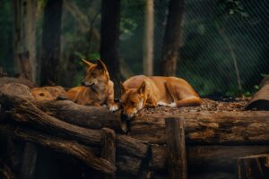 Ethical zoos and wildlife sanctuaries