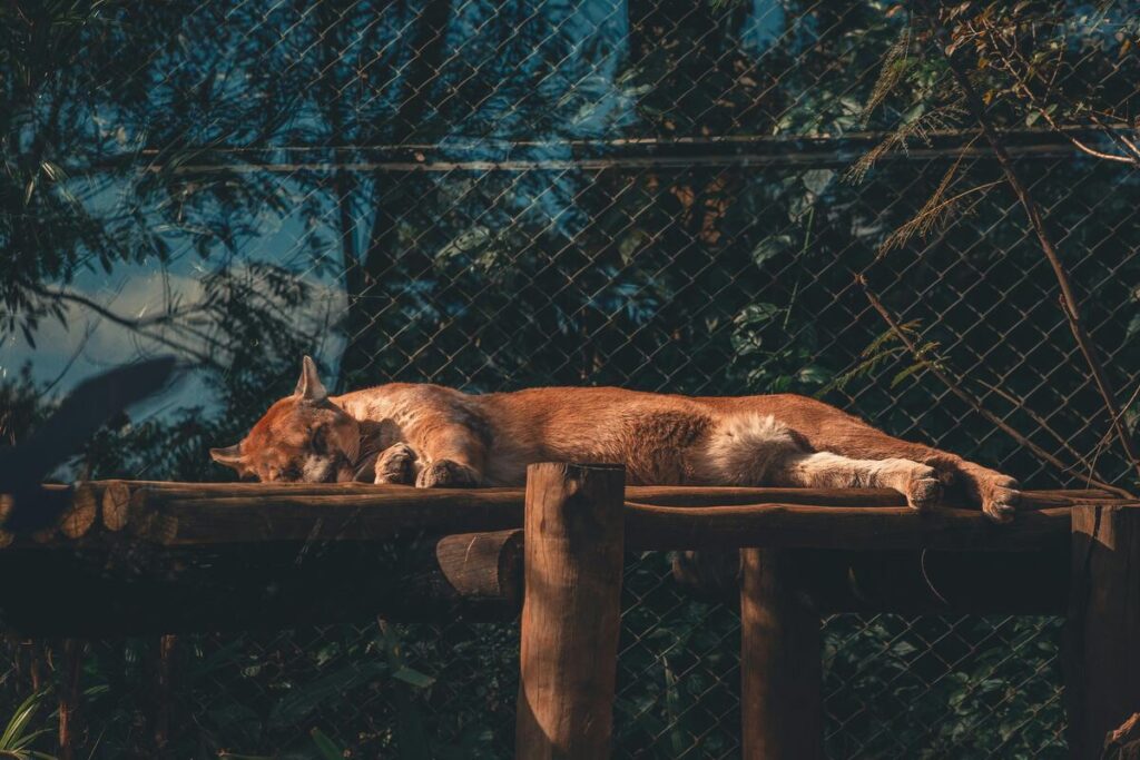 Ethical zoos and wildlife sanctuaries
