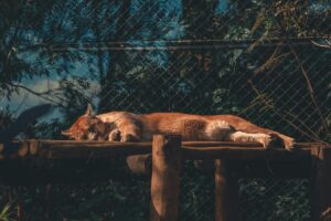 Ethical zoos and wildlife sanctuaries