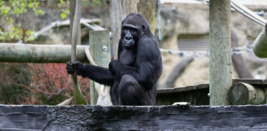 Ethical zoos and wildlife sanctuaries