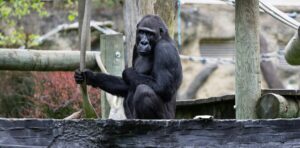 Ethical zoos and wildlife sanctuaries