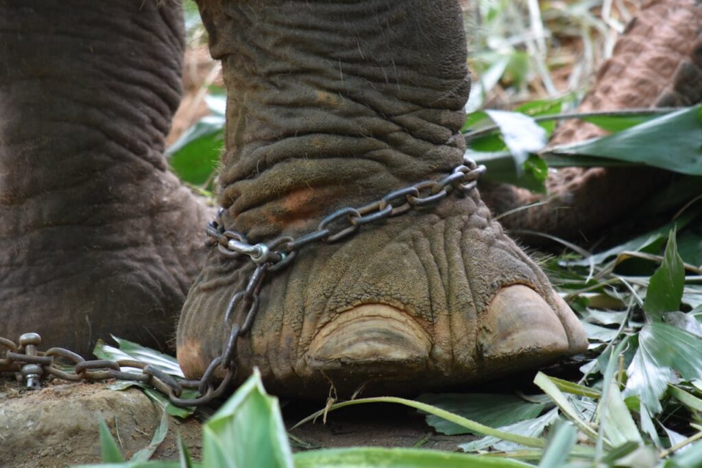 Ethical zoos and wildlife sanctuaries