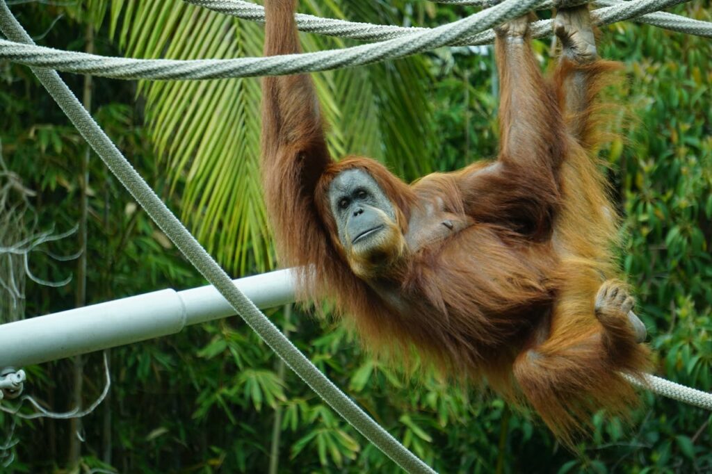 Ethical zoos and wildlife sanctuaries