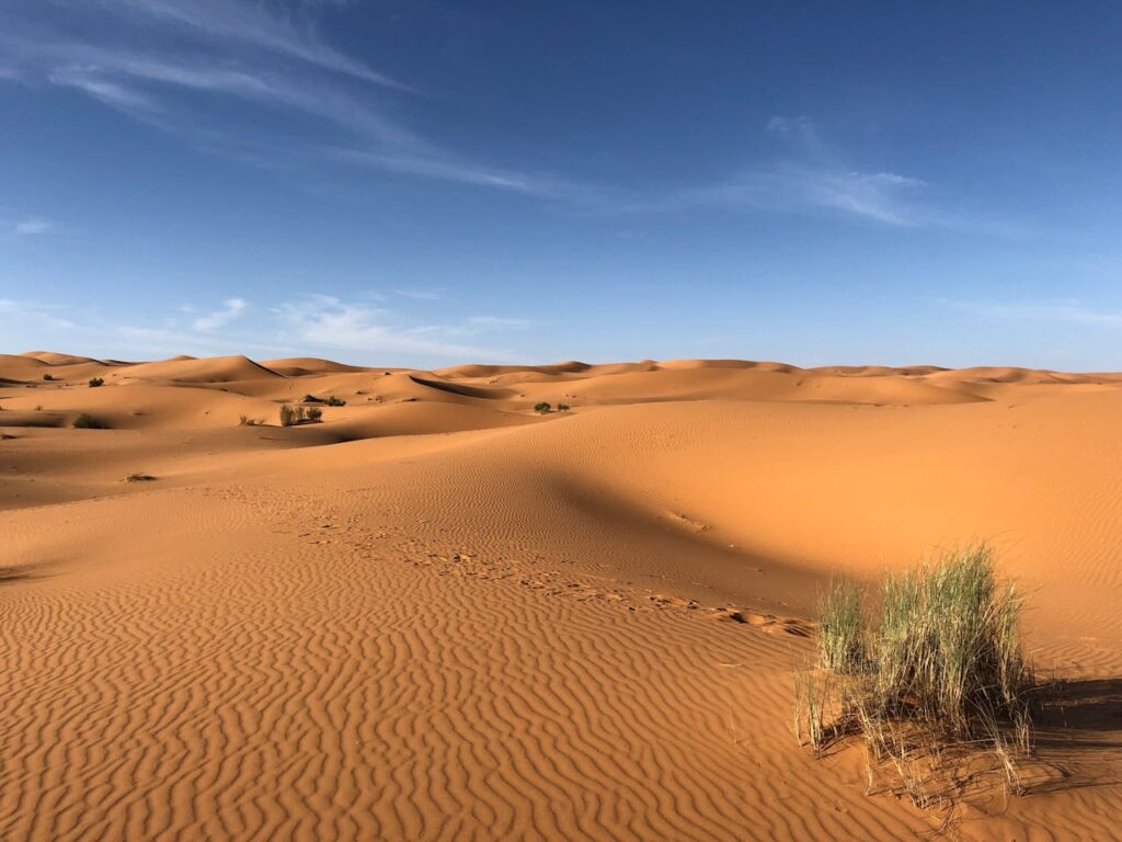 Sweeping orange sand dunes ripple under a clear blue sky, with small tufts of desert grass scattered across the scene.