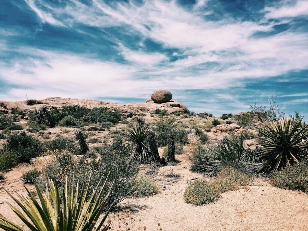 A desert landscape with rocky hills, scattered shrubs, and spiky yucca plants beneath a bright blue sky with wispy clouds.