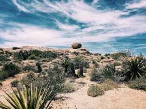 A desert landscape with rocky hills, scattered shrubs, and spiky yucca plants beneath a bright blue sky with wispy clouds.