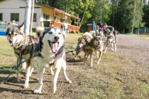 A team of eager sled dogs harnessed together at Chena Hot Springs, part of a kennel tour highlighting Alaska’s mushing heritage.