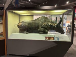 The preserved 36,000-year-old steppe bison known as “Blue Babe” displayed in a glass case at the Museum of the North in Fairbanks.