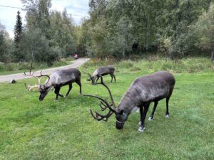 Three reindeer with impressive antlers graze on a green lawn surrounded by forest at Running Reindeer Ranch.