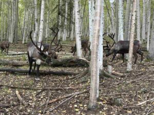 Reindeer in birch forest – A group of reindeer with large antlers wander freely through a birch forest at Running Reindeer Ranch near Fairbanks, Alaska.