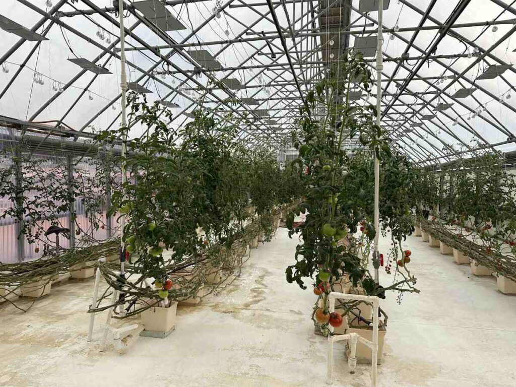 Rows of tomato plants thrive inside a geothermal-powered greenhouse with overhead lights and irrigation systems.
