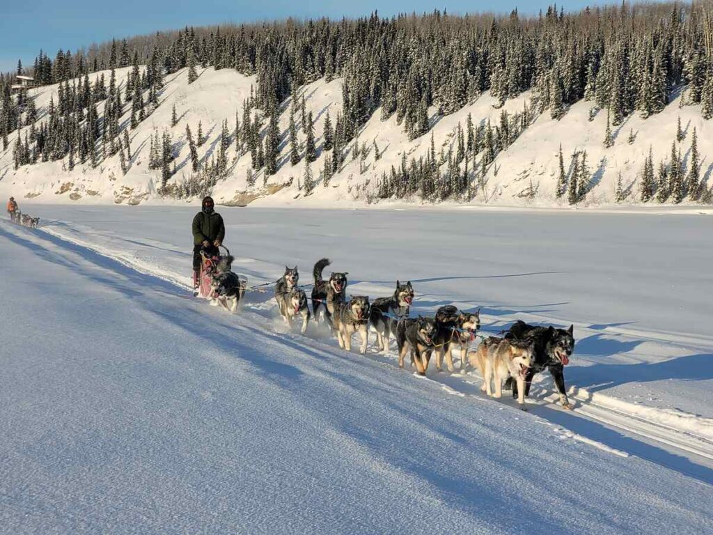 Musher guiding a team of Alaskan huskies across a snowy valley bordered by spruce forest.