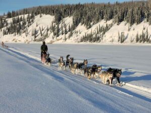 Musher guiding a team of Alaskan huskies across a snowy valley bordered by spruce forest.